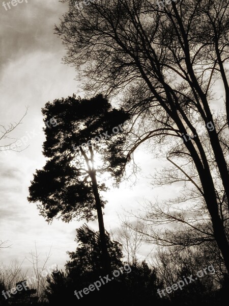 Trees Landscape Mood Winter Brandenburg