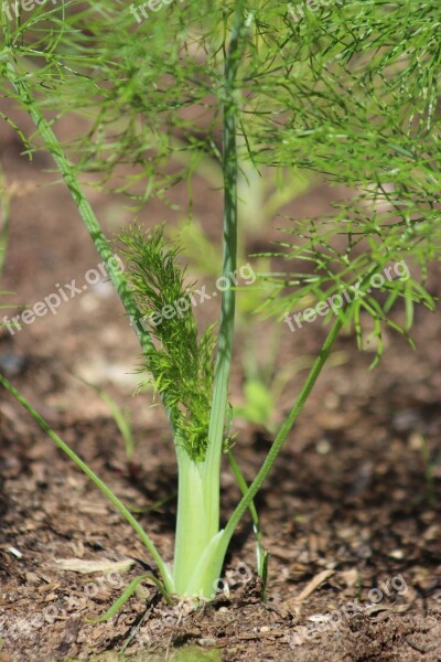 Plant Vegetable Growing Dirt Garden