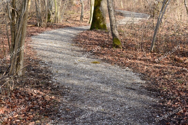 Away Nature Trail Forest Swinging