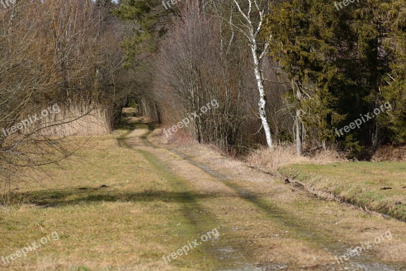 Away Lane Forest Nature Forest Path