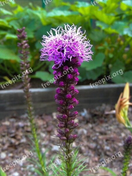 Liatris Gayfeather Blazing Star Flower Spiky