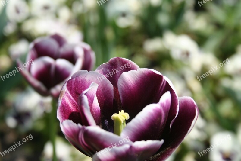 Tulips Purple Flowers Meadow Field