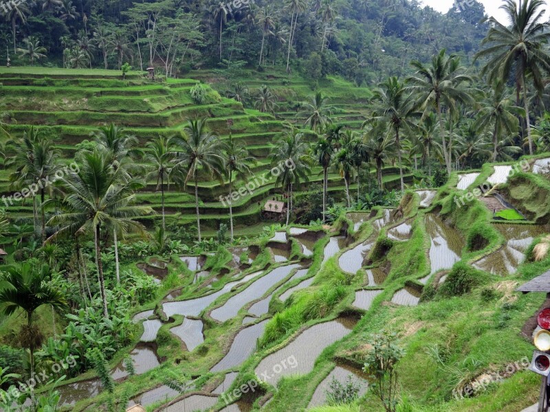 Rice Field Bali Green Agriculture Terrace