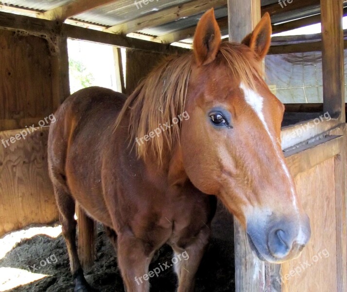 Sorrel Quarter Horse Stall Red Black Points Ears