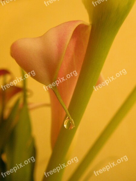 Flower Zantedeschia Calla Calla Lily Plant