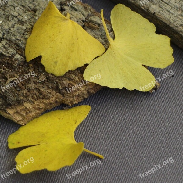 Ginko Nature Yellow Leaves Golden Autumn