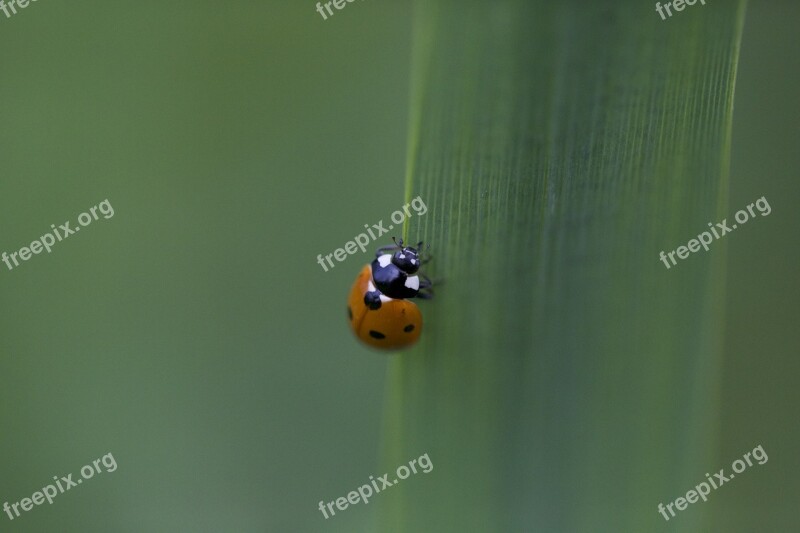 Ladybug Green Background Insect Wallpaper Macro