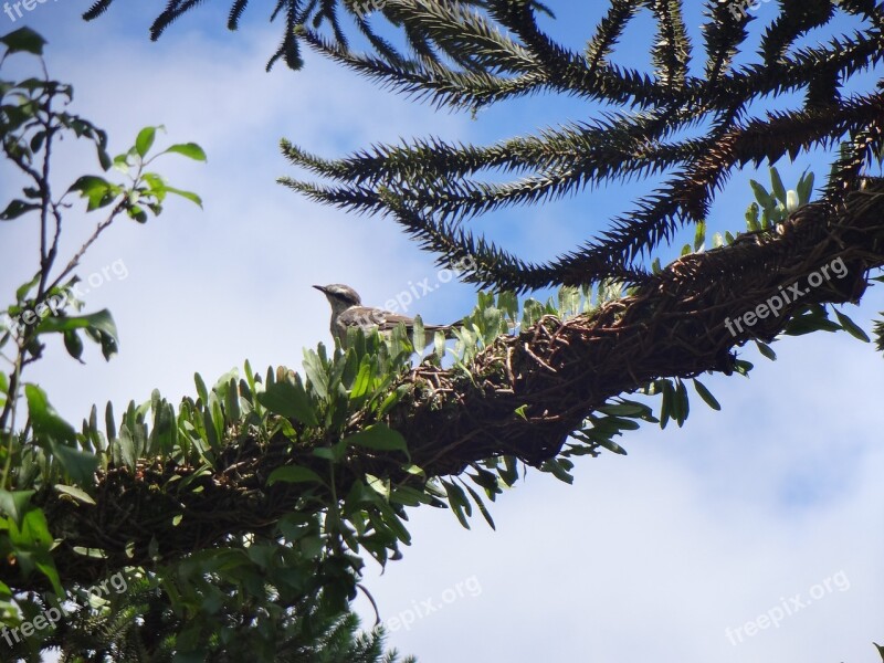 Bird Branch Plant Forest Nature