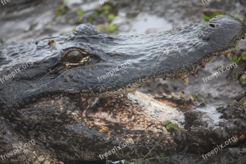 Bayou Louisiana Aligator Reptile Fauna