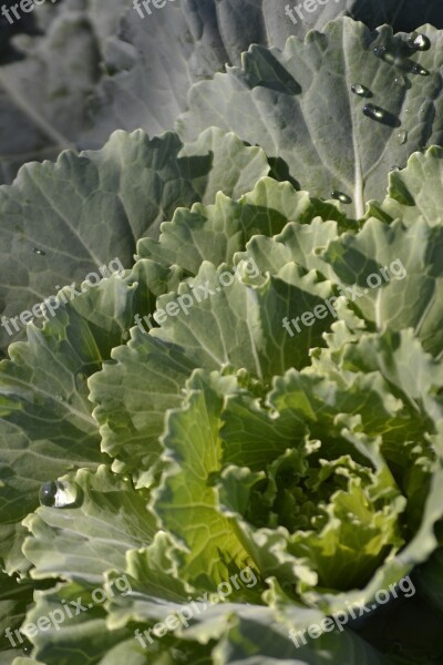 Cabbage Produce Green Free Photos