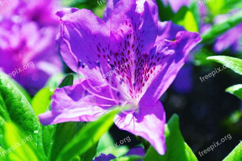 Azalea Flowers Spring Plants Nature