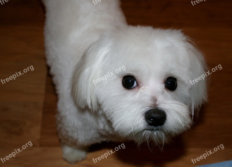 Maltese White Dog Canine Pet