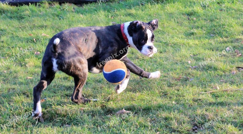 Boxer Dog Pet Run Let Off Steam