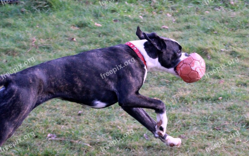 Boxer Dog Pet Run Let Off Steam