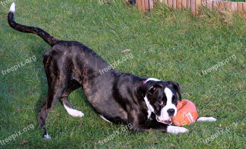 Boxer Dog Pet Let Off Steam Black And White