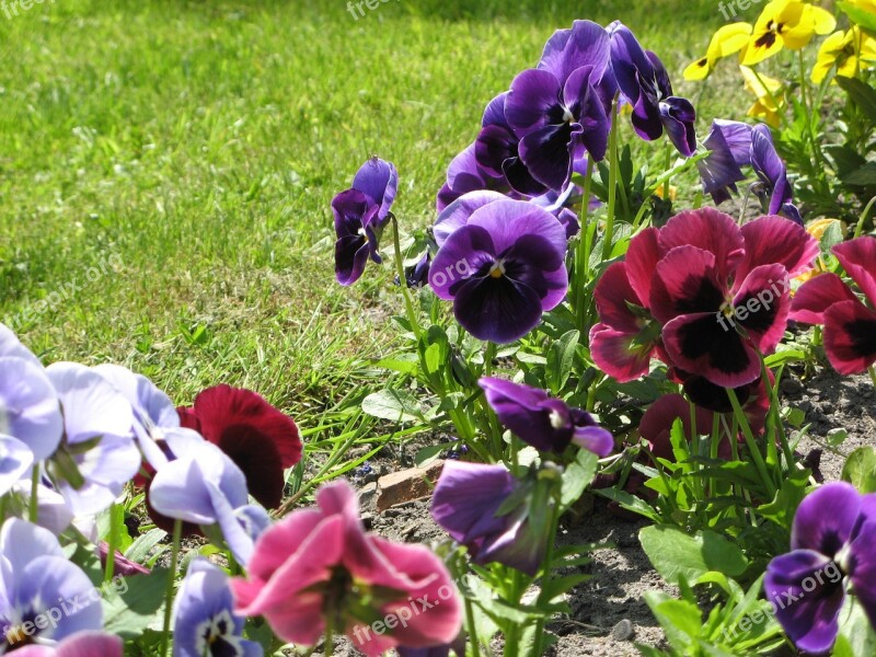 Flowers Pansies Spring Garden Free Photos