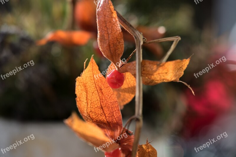 Physalis Berry Fruit Berry Fruit Fruits