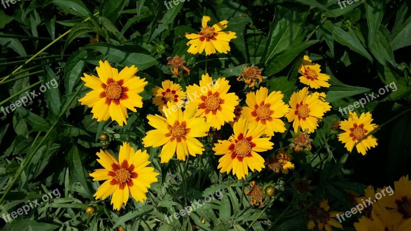 Margaret Yellow Spring Flowers Nature