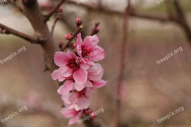 Flowers Almond Tree Petals Life