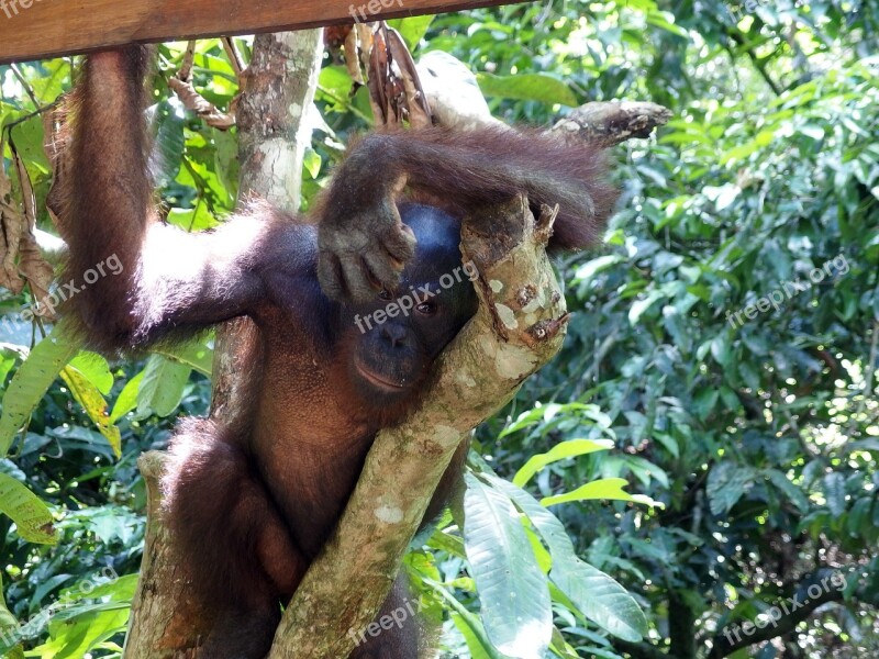 Orangutan Monkey Nature Trees Jungle