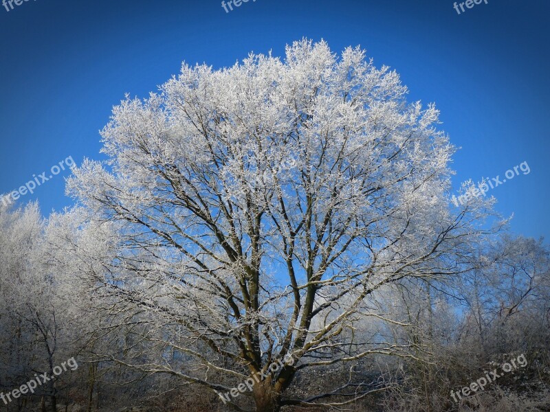 Winter Frost Winter Magic Frozen Nature