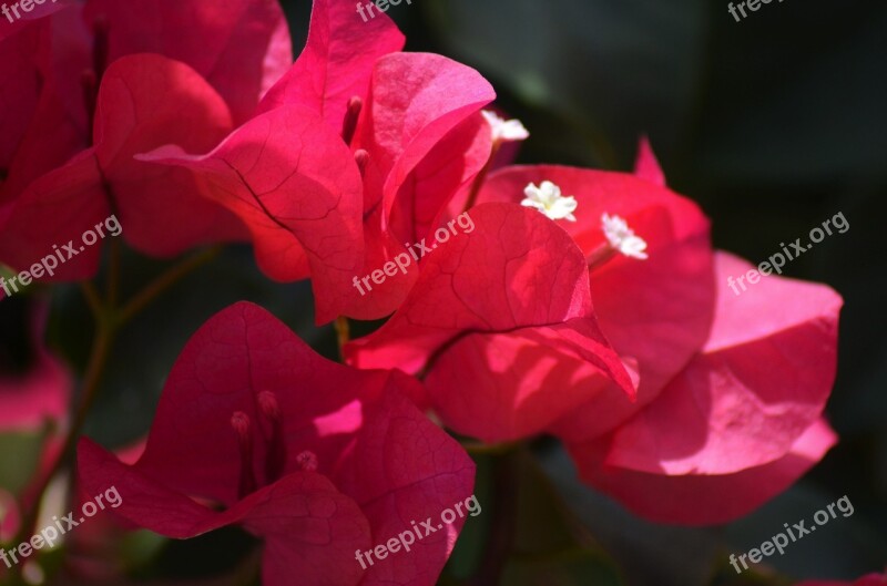 Bougainvilleas Flowers Nature Fuschia Pink