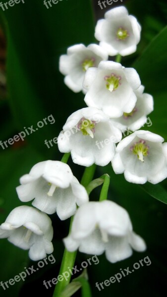 Lily Of The Valley Spring Summer Flower Closeup