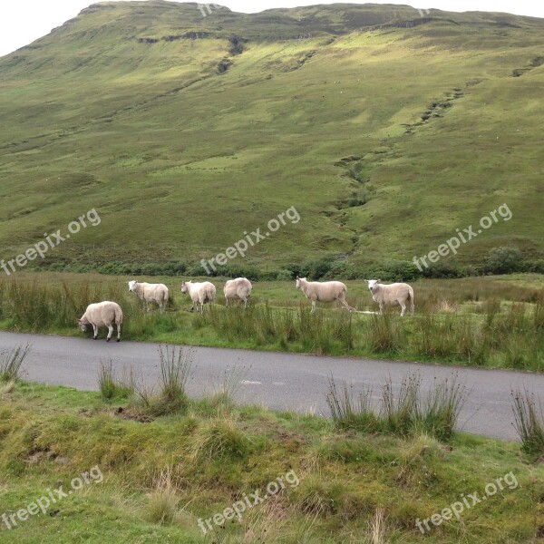 Skye Isle Sheep Scotland Scottish