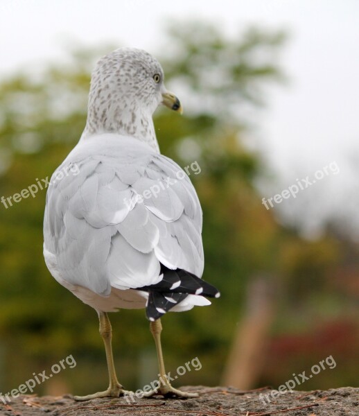 Seagull Gull Bird Nature Wildlife