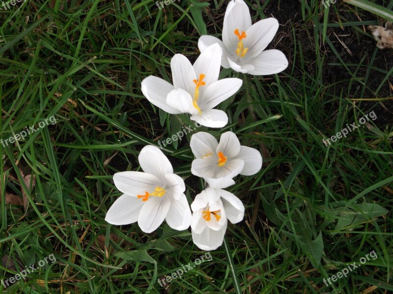 Crocus Spring White Schwertliliengewaechs Free Photos