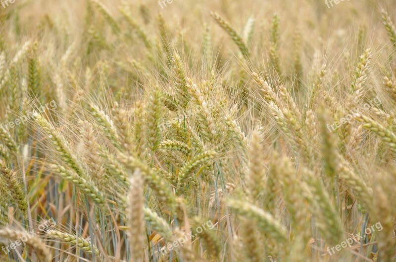 Wheat Cereals Wheat Fields Fields Agriculture