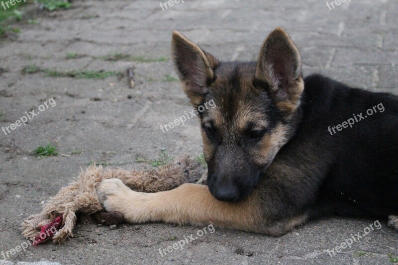 Puppy Schäfer Dog Play Pet Cute