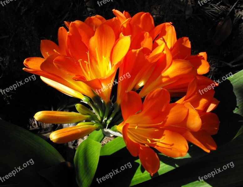 Natal Lily Flower Blossom Blooming Bush Lily