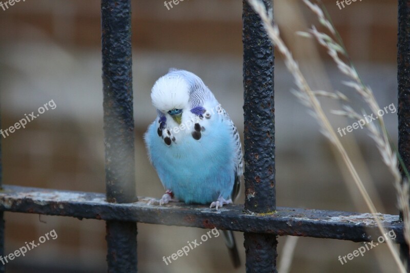 Bird Budgie Budgerigar Small Beak