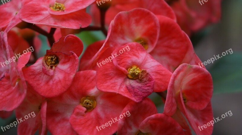 Eight Immortals Flowers Red Tropical Exotic