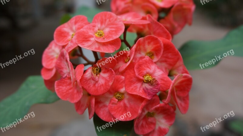 Eight Immortals Flowers Red Tropical Exotic