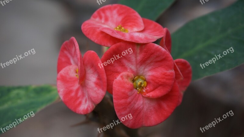 Eight Immortals Flowers Red Tropical Exotic