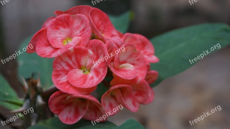 Eight Immortals Flowers Red Tropical Exotic