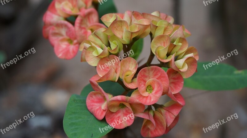 Eight Immortals Flowers Red Tropical Exotic