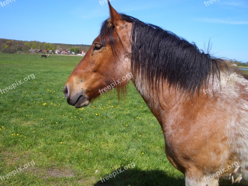 Horse Meadow Ride Coupling Pasture