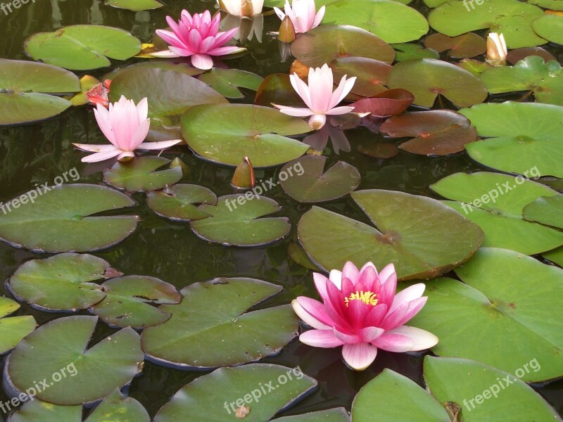 Pond Water Lily Aquatic Plant Blossom Bloom