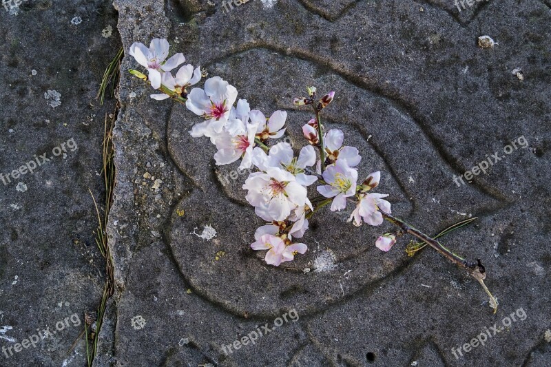 Flower Flowers Almond White Flower Plants