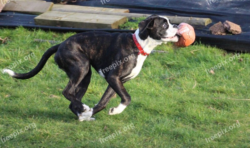 Boxer Dog Pet Run Let Off Steam