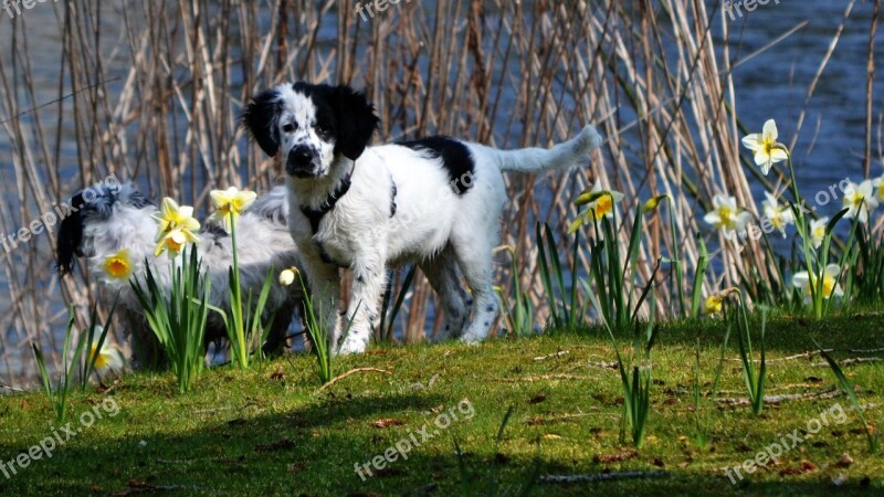 Puppy Dog Narcis Cute Spring