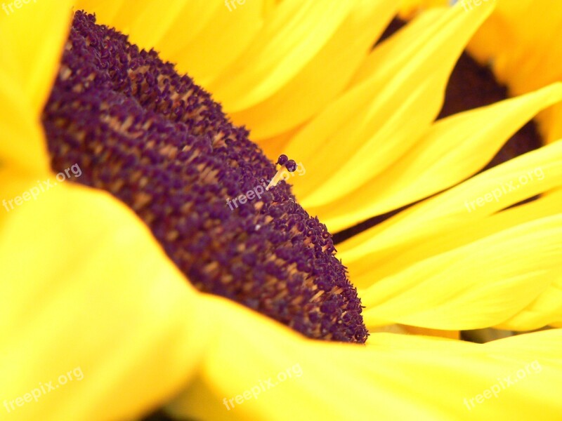 Sunflower Flower Yellow Floral Purple