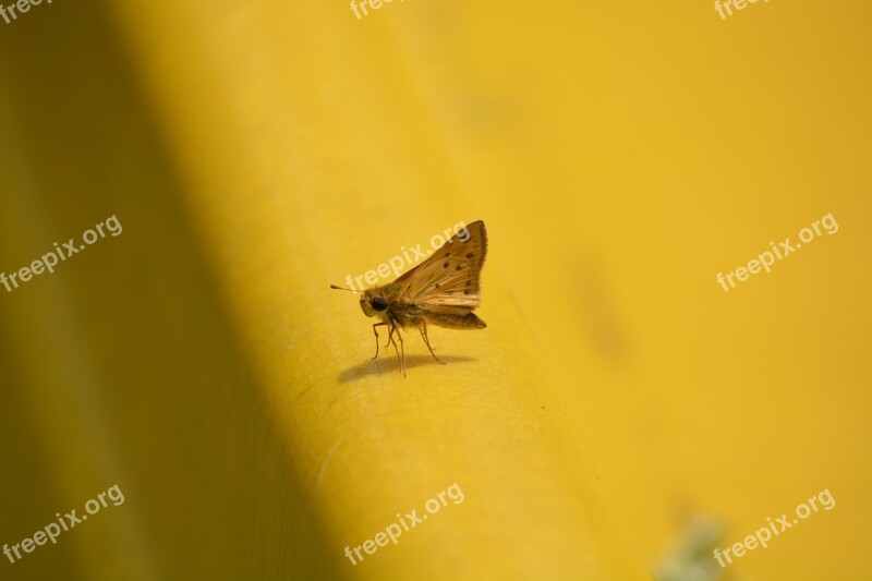 Moth Insect Nature Bug Free Photos