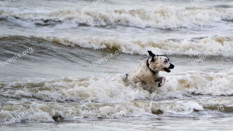 Dog Waves Sea Frisian Pointing Dog Charlie Cool