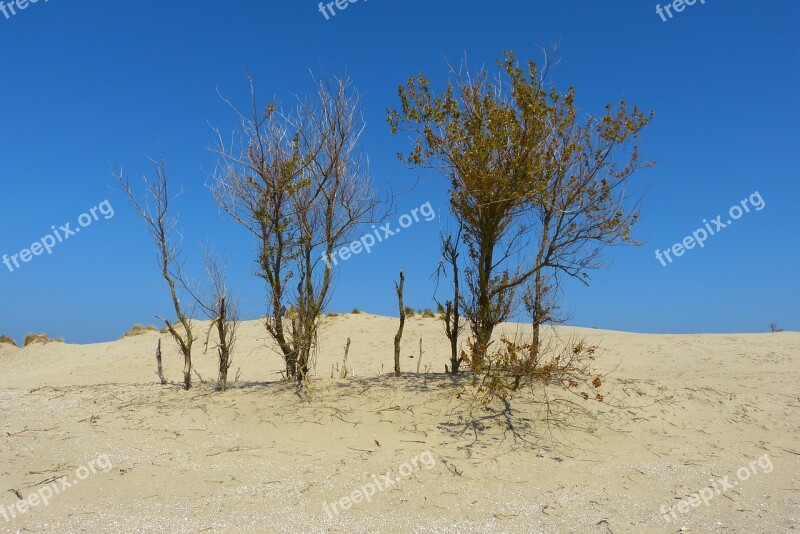 Dune Sea Beach Marram Grass Sand