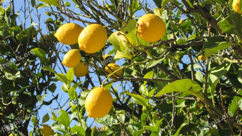 Cyprus Lemon Tree Lemon Agriculture Yellow