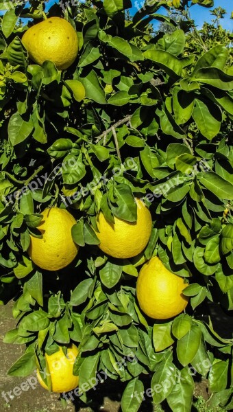 Cyprus Mosfiloti Grapefruit Yard Free Photos